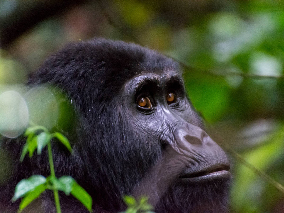 Gorilla - CALVENDO Foto-Puzzle'