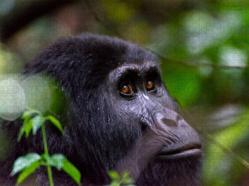 Gorilla - CALVENDO Foto-Puzzle'