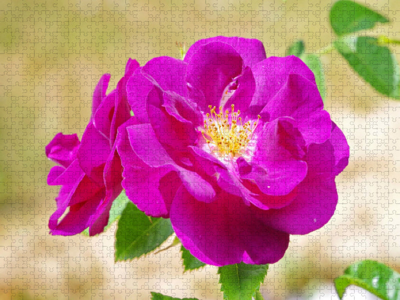 Mai - CALVENDO Foto-Puzzle'