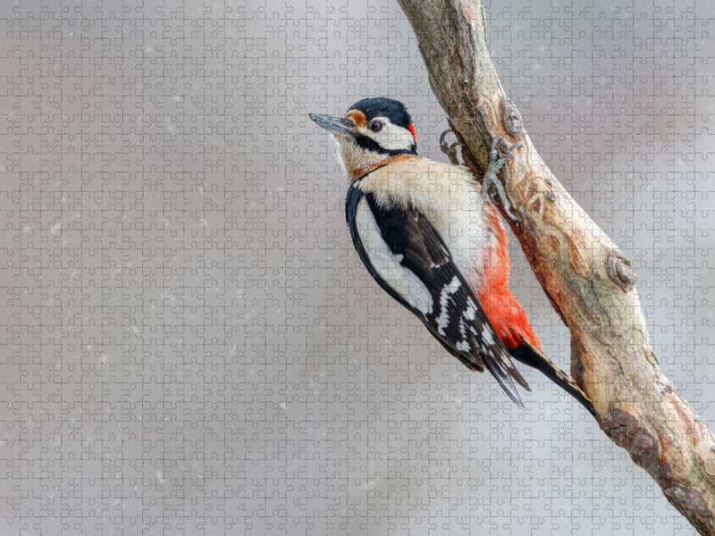 Buntspecht - CALVENDO Foto-Puzzle'