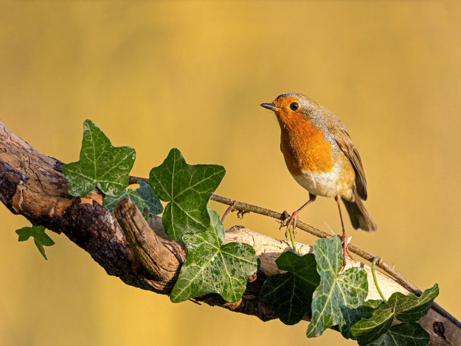 Rotkehlchen - CALVENDO Foto-Puzzle'