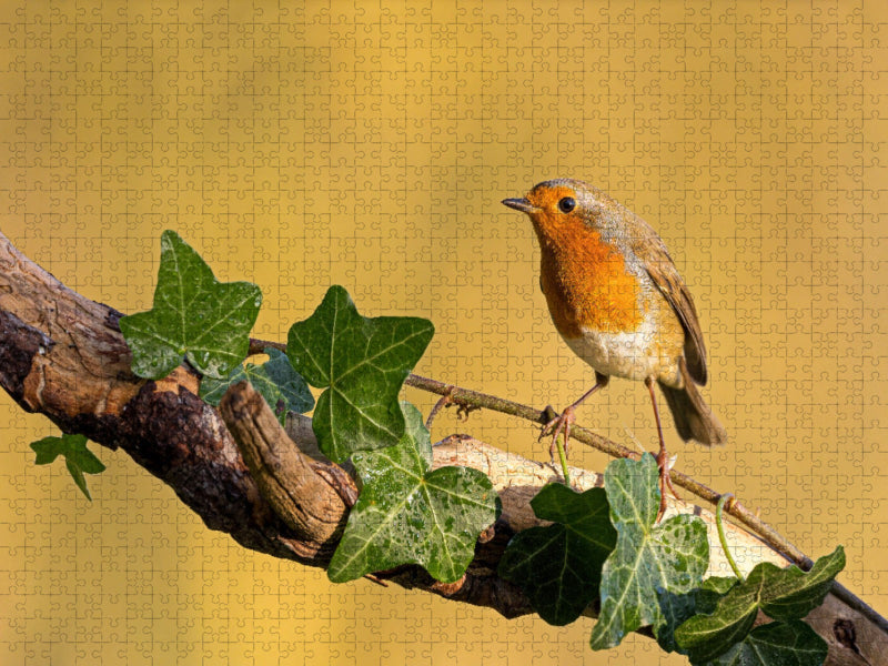 Rotkehlchen - CALVENDO Foto-Puzzle'