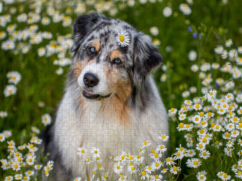 Blümchen-Paulchen - CALVENDO Foto-Puzzle'