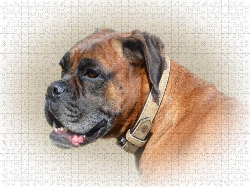 Boxer - CALVENDO Foto-Puzzle'