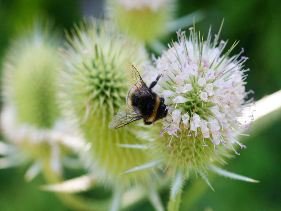 Wilde Karde, Dipsacus fullonum - CALVENDO Foto-Puzzle'