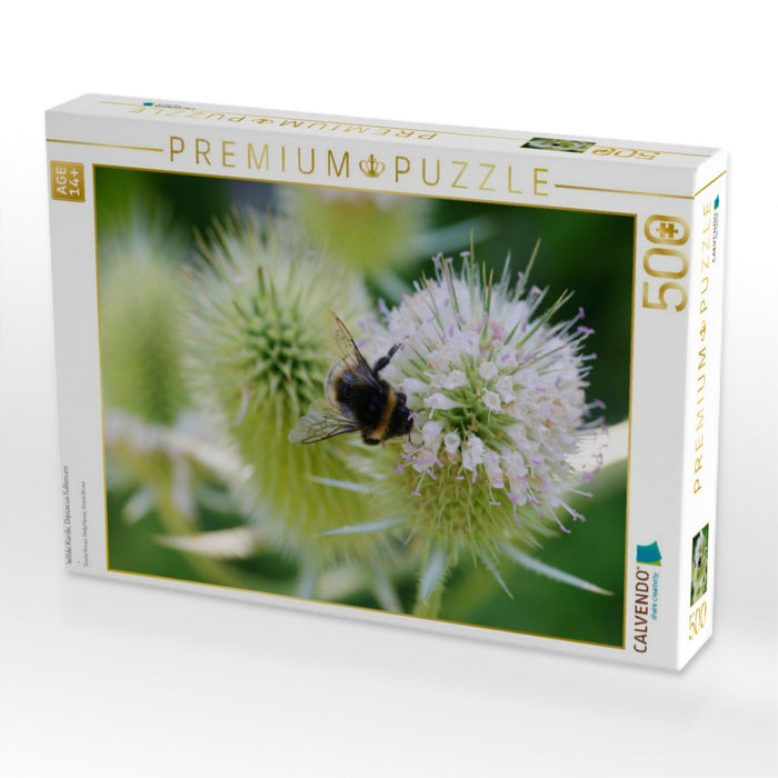 Wilde Karde, Dipsacus fullonum - CALVENDO Foto-Puzzle'