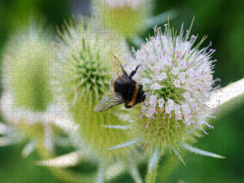 Wilde Karde, Dipsacus fullonum - CALVENDO Foto-Puzzle'