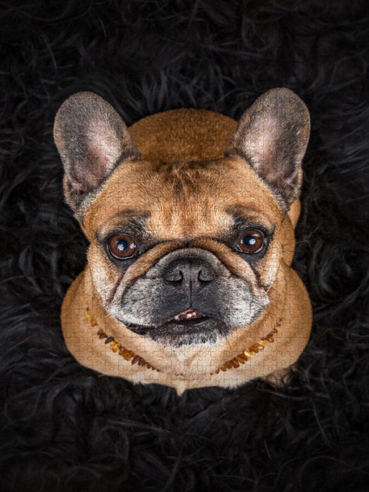 Peanut - CALVENDO Foto-Puzzle'