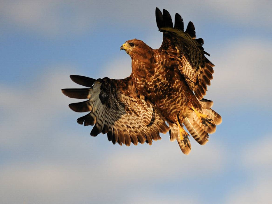 Bussard - CALVENDO Foto-Puzzle'