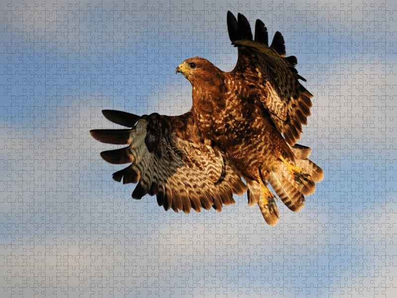 Bussard - CALVENDO Foto-Puzzle'