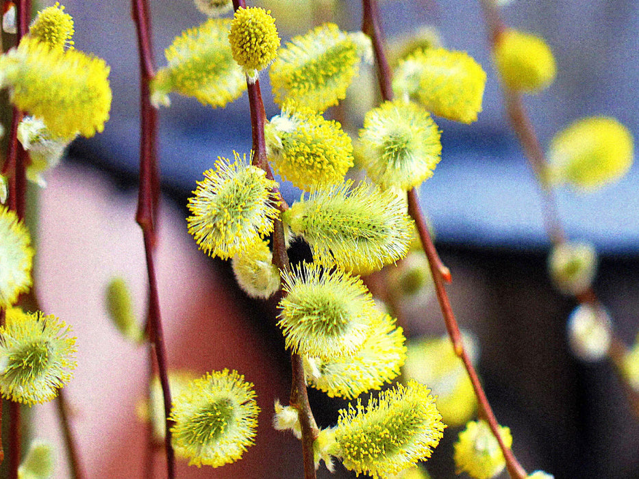 Blühende Weidenkätzchen - CALVENDO Foto-Puzzle'