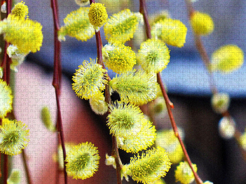 Blühende Weidenkätzchen - CALVENDO Foto-Puzzle'