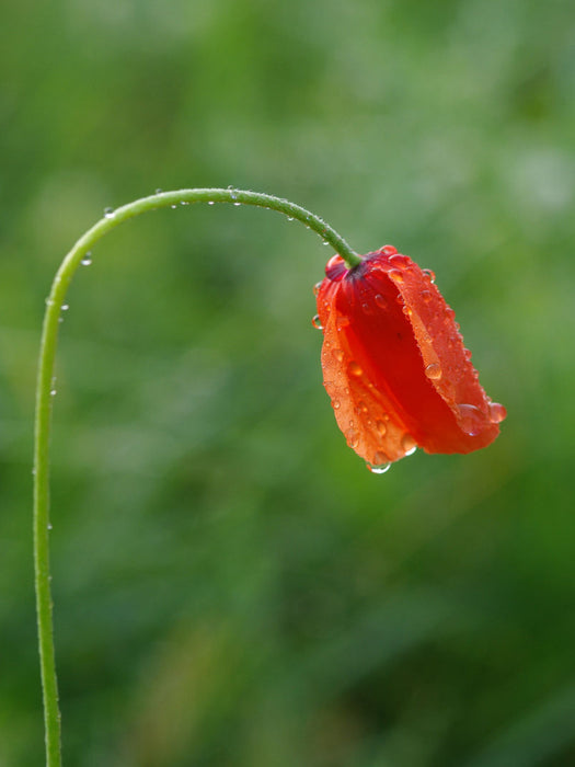 Mohn - CALVENDO Foto-Puzzle'