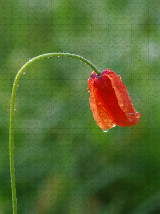 Mohn - CALVENDO Foto-Puzzle'