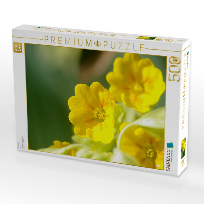 Primel - CALVENDO Foto-Puzzle'