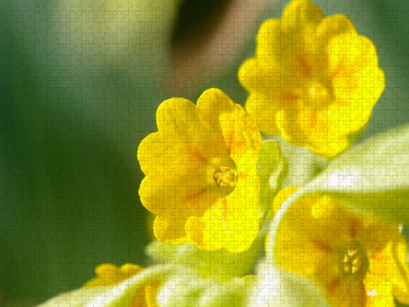 Primel - CALVENDO Foto-Puzzle'