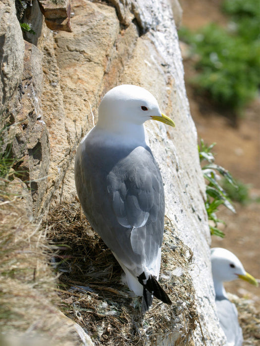 Dreizehenmöwe - CALVENDO Foto-Puzzle'