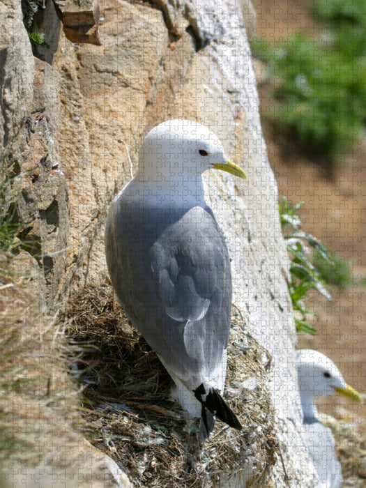 Dreizehenmöwe - CALVENDO Foto-Puzzle'