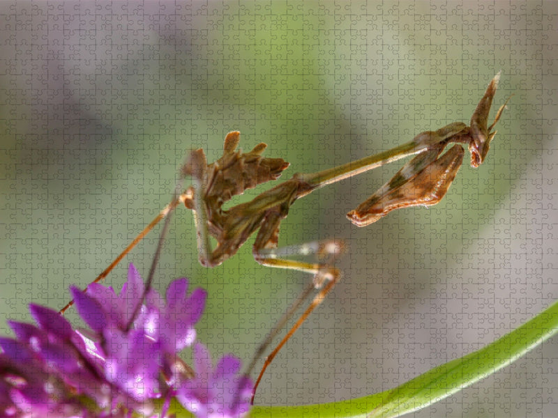 Verwenden - CALVENDO Foto-Puzzle'