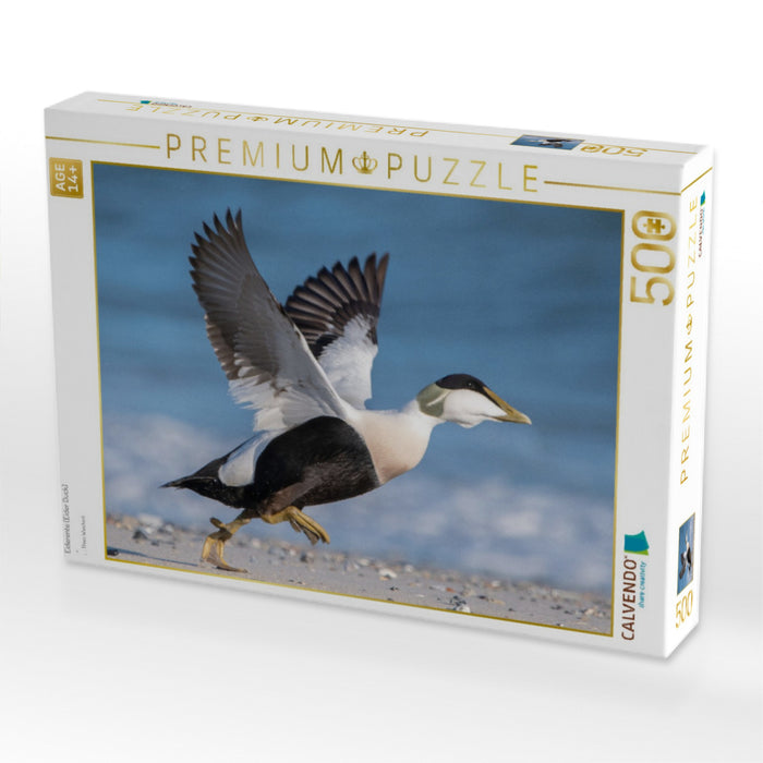 Eiderente (Eider Duck) - CALVENDO Foto-Puzzle'