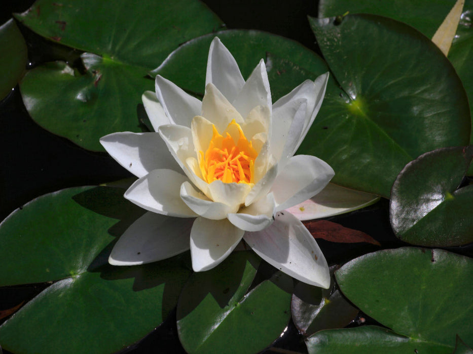 Malerisch - CALVENDO Foto-Puzzle'