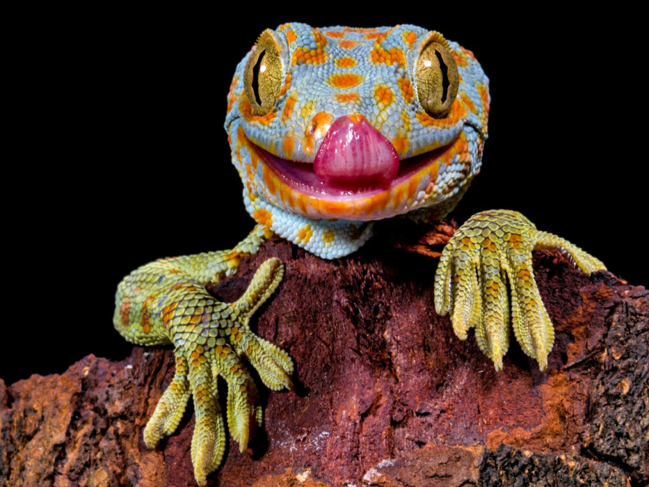 Lecker - CALVENDO Foto-Puzzle'