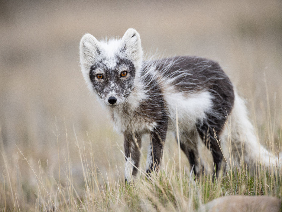 Polarfuchs - CALVENDO Foto-Puzzle'