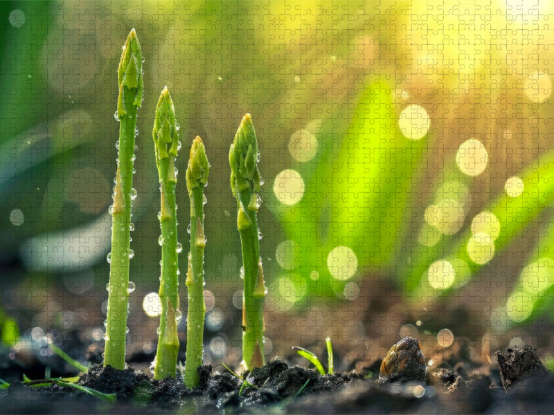 Grüner Spargel - CALVENDO Foto-Puzzle'