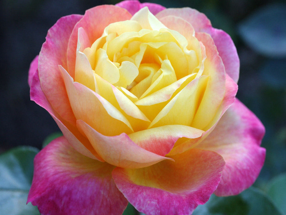 Rose 'Pullman Orient Express' - CALVENDO Foto-Puzzle'