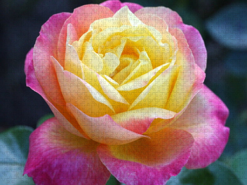 Rose 'Pullman Orient Express' - CALVENDO Foto-Puzzle'