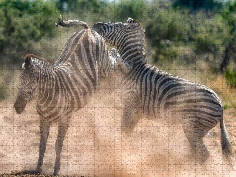 Der Kampf - CALVENDO Foto-Puzzle'