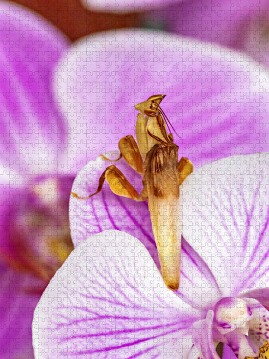 Orchideenmantis - CALVENDO Foto-Puzzle'