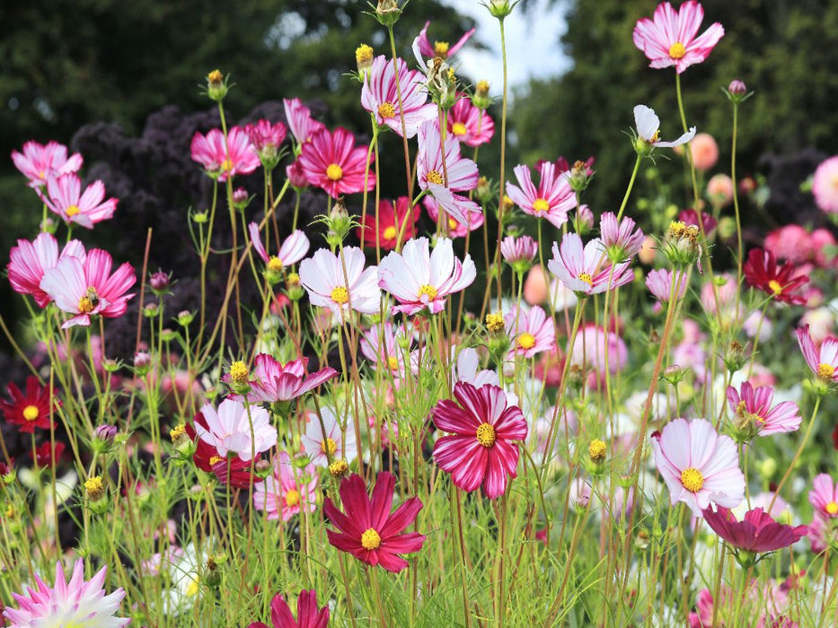 Cosmea oder Schmuckkörbchen in der Blumenwiese - CALVENDO Foto-Puzzle'