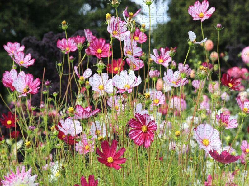 Cosmea oder Schmuckkörbchen in der Blumenwiese - CALVENDO Foto-Puzzle'