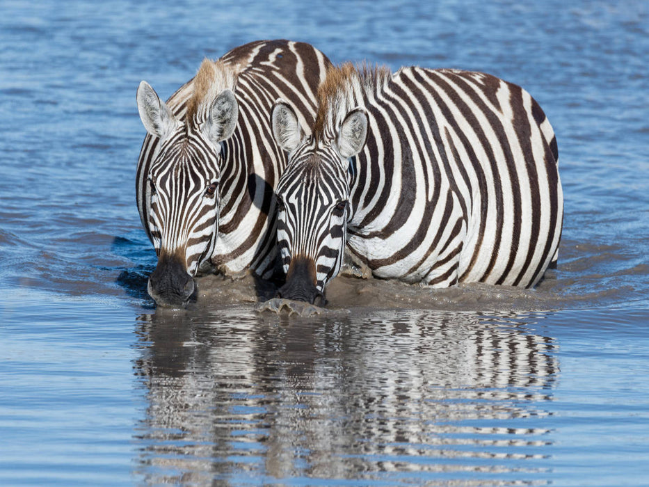 Trinkende Zebras - CALVENDO Foto-Puzzle'