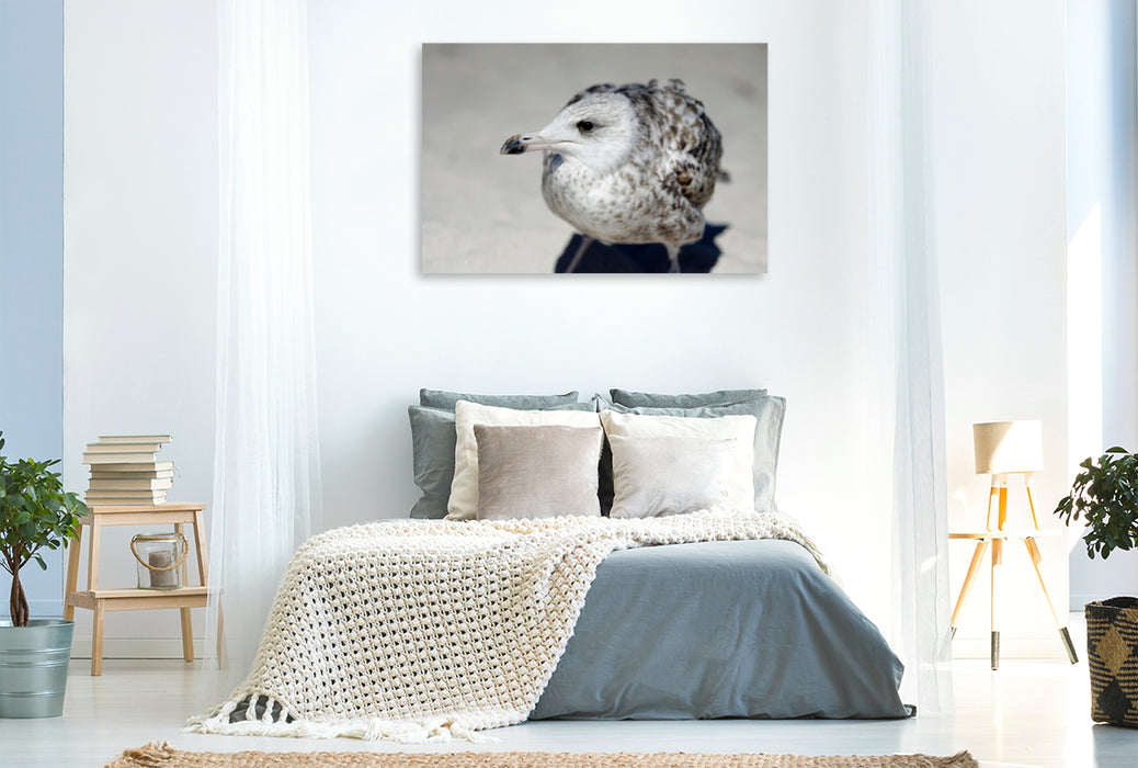 Premium textile canvas Premium textile canvas 120 cm x 80 cm landscape seagulls child 