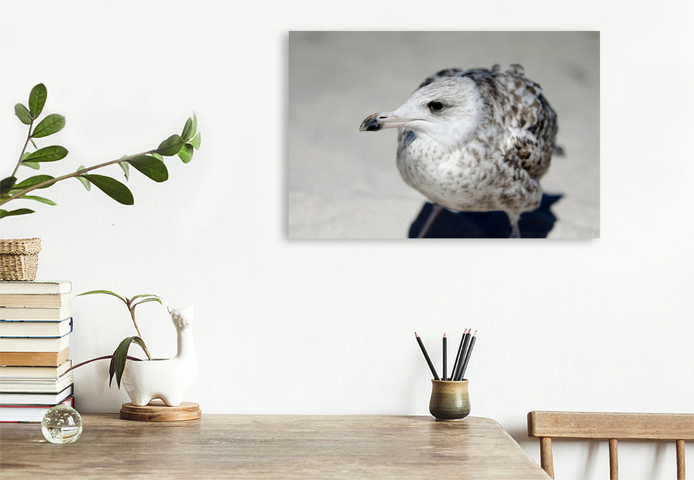 Premium textile canvas Premium textile canvas 120 cm x 80 cm landscape seagulls child 