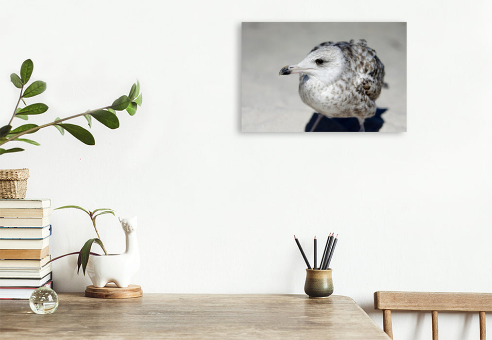 Premium textile canvas Premium textile canvas 120 cm x 80 cm landscape seagulls child 