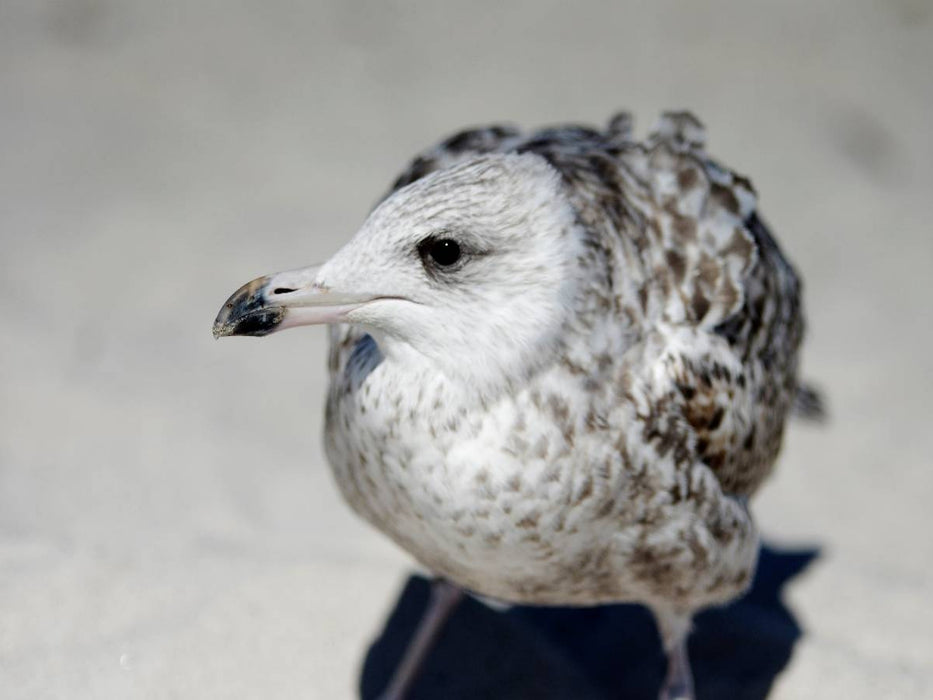 Möwen Kind - CALVENDO Foto-Puzzle'