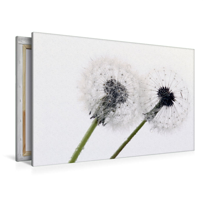 Premium Textil-Leinwand Ein Motiv aus dem Kalender Filigrane Pusteblumen / Geburtstagskalender
