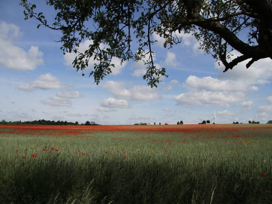 Mohnblumenfeld Kronsberg - CALVENDO Foto-Puzzle'