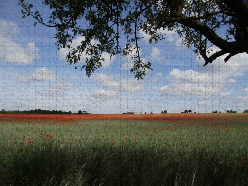 Mohnblumenfeld Kronsberg - CALVENDO Foto-Puzzle'