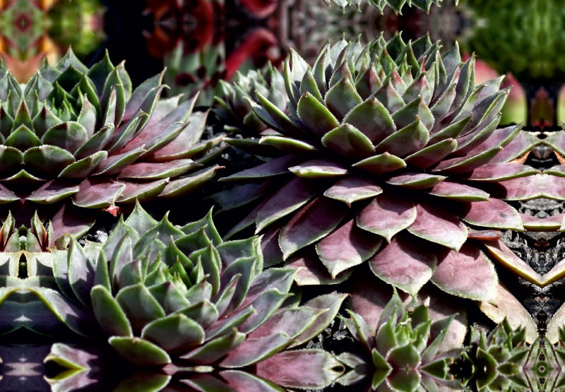 Premium Textil-Leinwand Sempervivum Emma