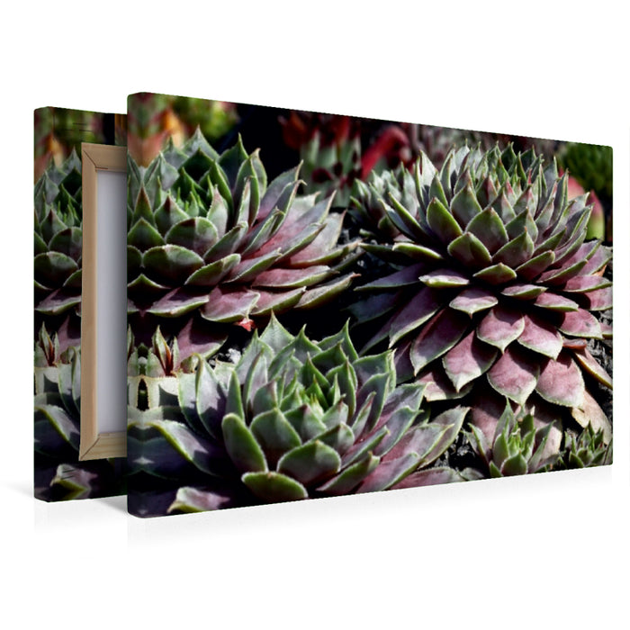 Premium Textil-Leinwand Sempervivum Emma