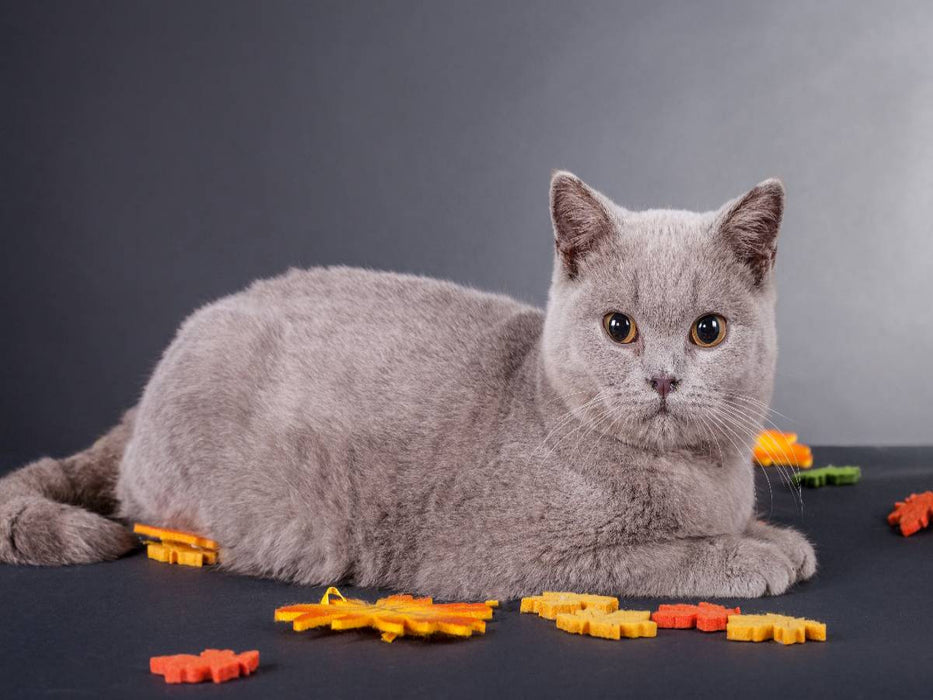 Ein Motiv aus dem Kalender Britisch Kurzhaar Katzen - Planer - CALVENDO Foto-Puzzle'