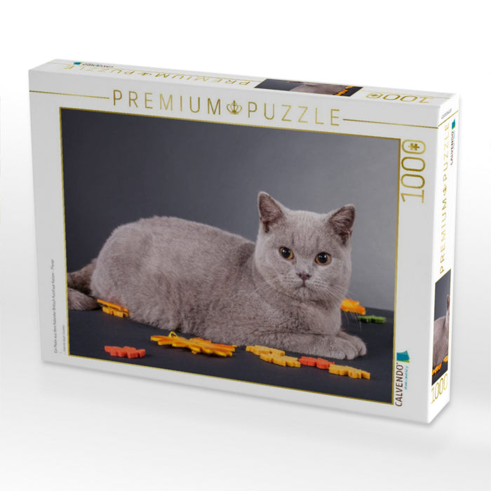 Ein Motiv aus dem Kalender Britisch Kurzhaar Katzen - Planer - CALVENDO Foto-Puzzle'