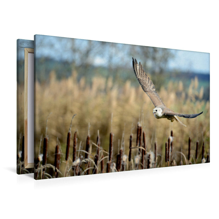 Premium Textil-Leinwand Würgfalke