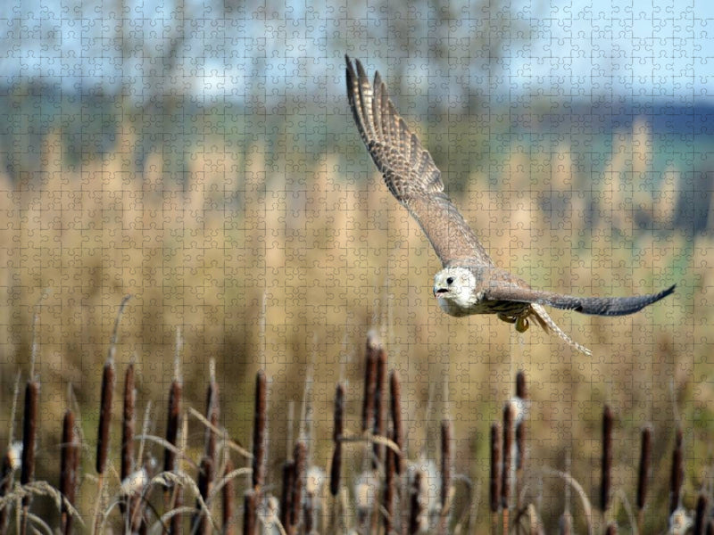 Würgfalke - CALVENDO Foto-Puzzle'