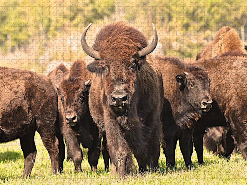 Bisons in Manitoba - CALVENDO Foto-Puzzle'