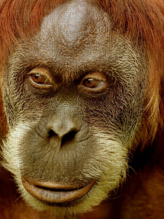 Orang Utan Porträt - CALVENDO Foto-Puzzle'